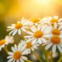 Rumianek na twarz czy pomaga – przewodnik dla początkujących: od czego zacząć i czego unikać